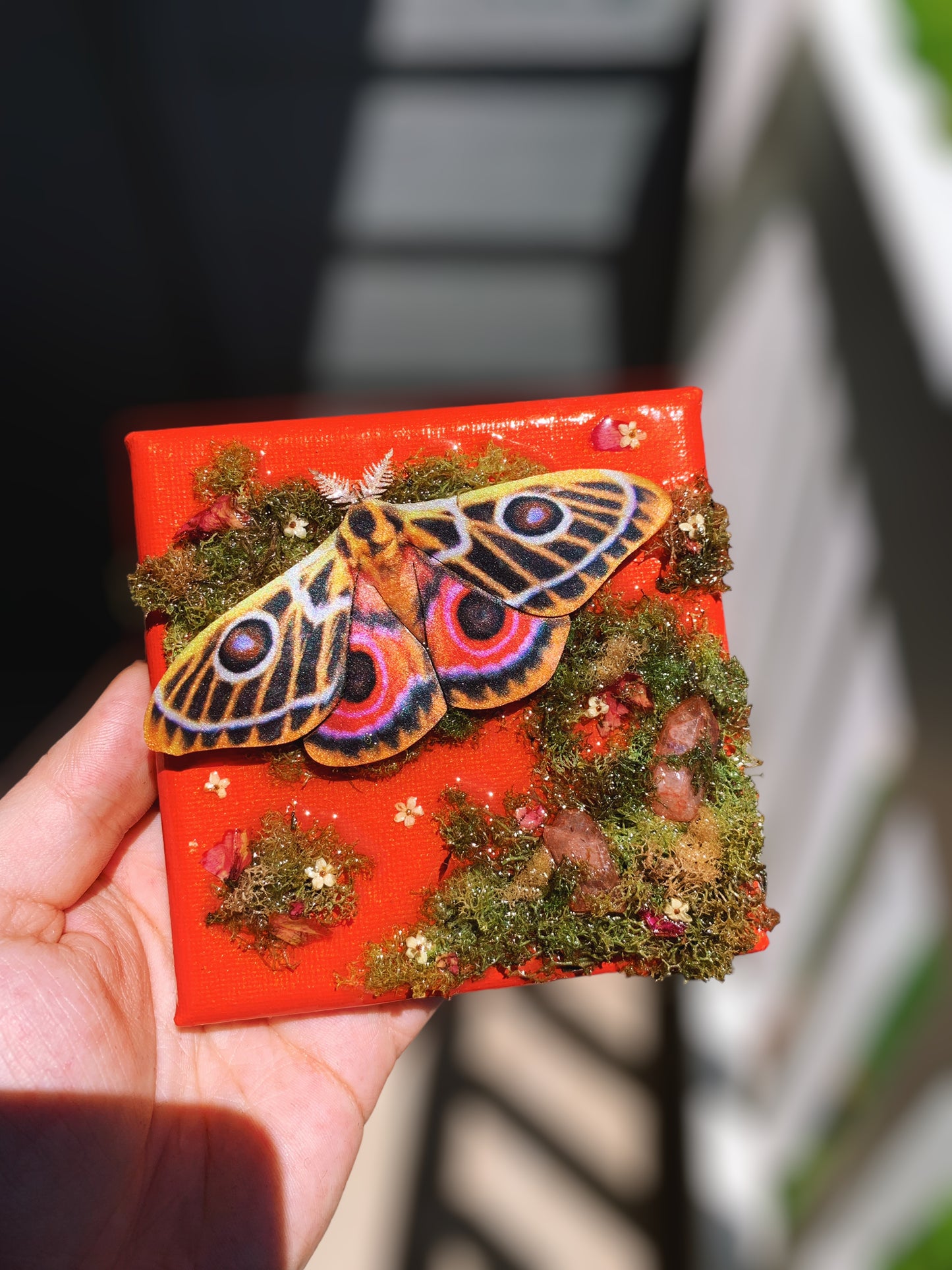 Zaddachs Emperor Moth Canvas