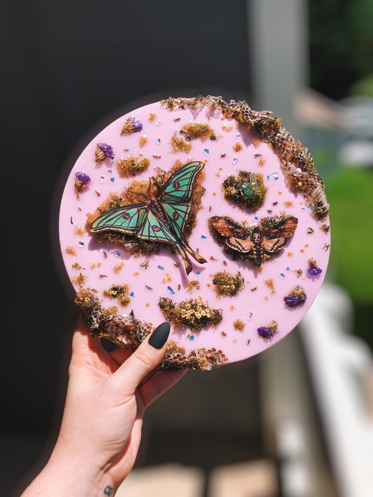 Pastel Moth Canvas