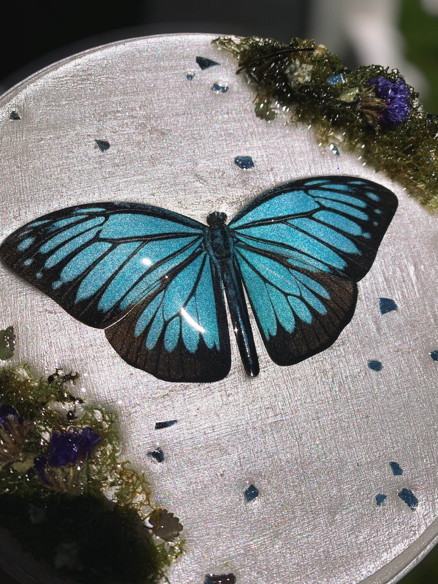 Baby Blue Butterfly