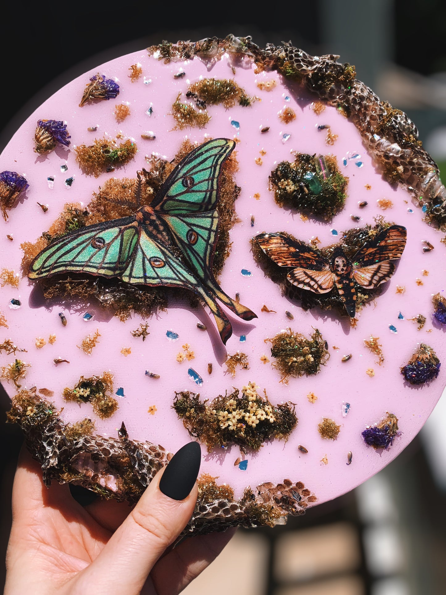 Pastel Moth Canvas