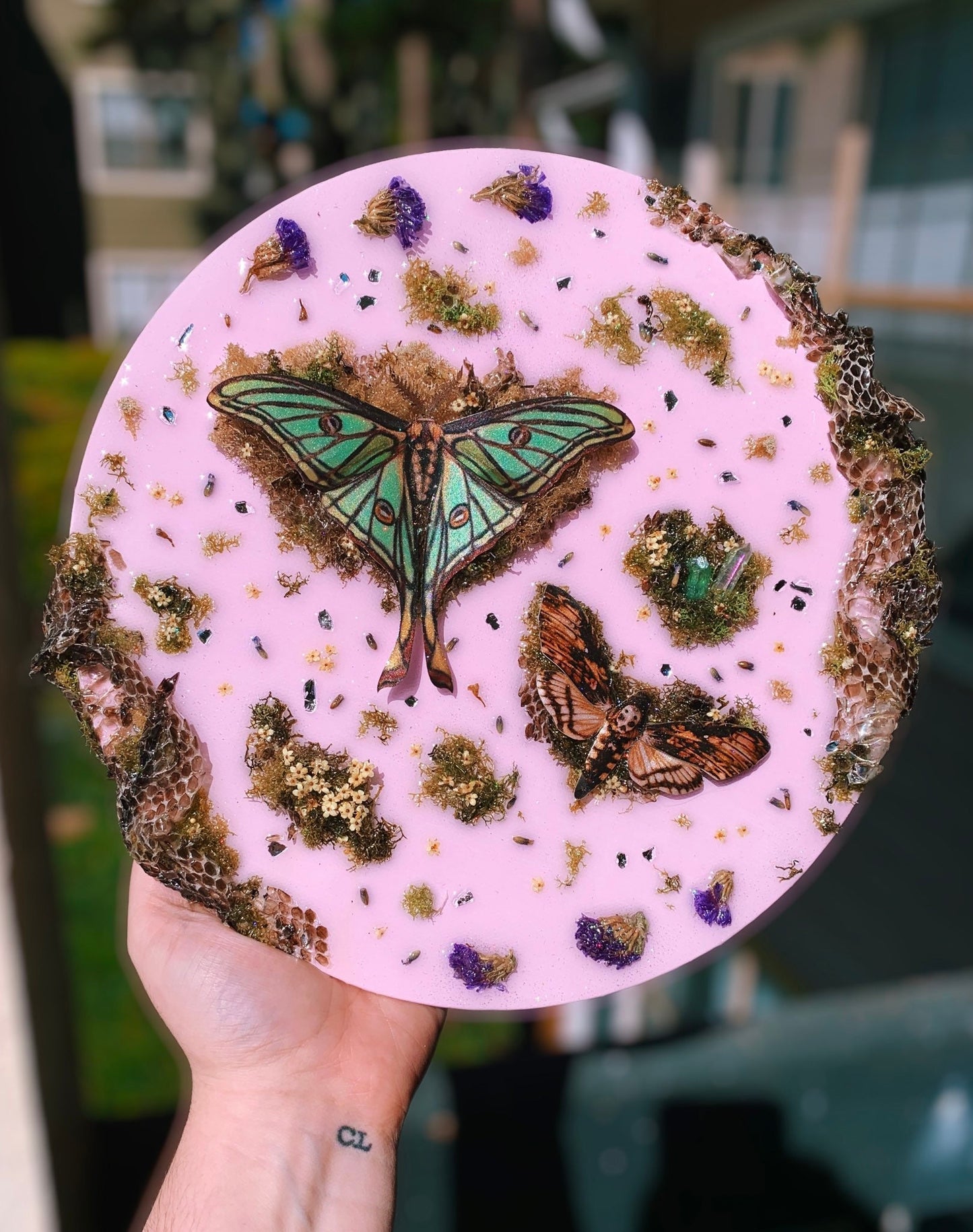 Pastel Moth Canvas